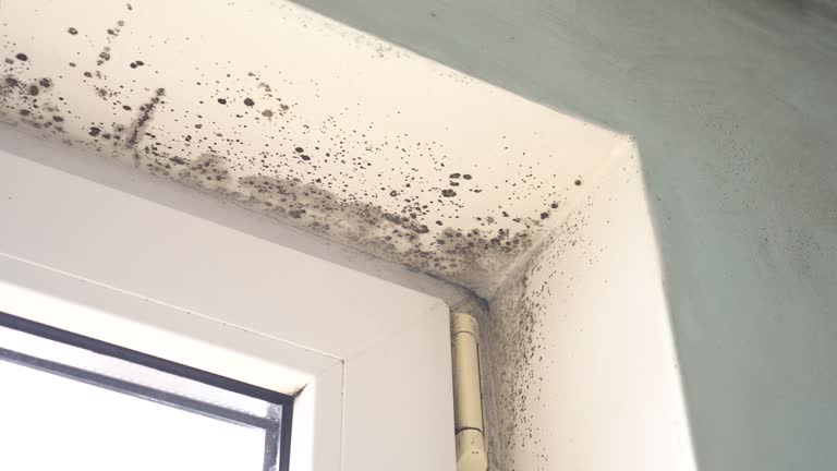 Why You Should Choose Our Mold Remediation Services in Morristown, IN